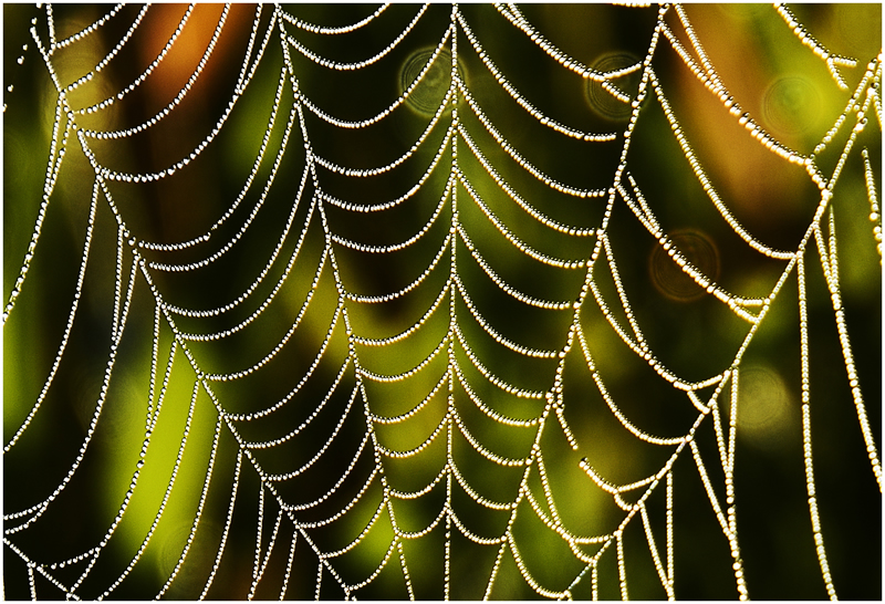 Web by Pat Stone